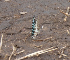 Graphium antheus