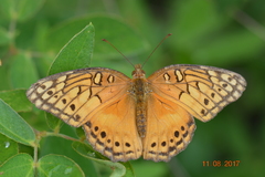 Euptoieta hegesia