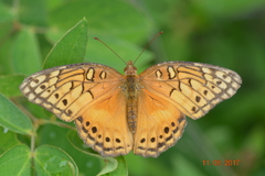 Euptoieta hegesia