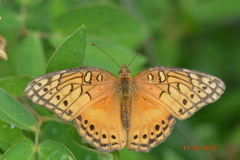 Euptoieta hegesia