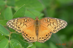 Euptoieta hegesia