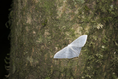 Ditrigona triangularia