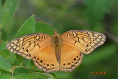 Euptoieta hegesia