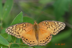 Euptoieta hegesia