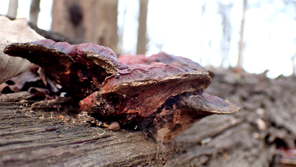 Ganoderma sessile · December 2025 · photo: © stevestevens (iNaturalist, cc0)