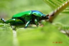 Calomacraspis splendens