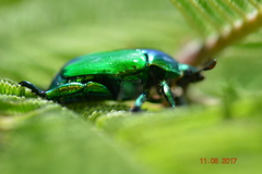 Calomacraspis splendens