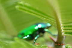 Calomacraspis splendens