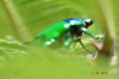 Calomacraspis splendens