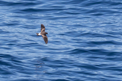 Hydrobates leucorhous