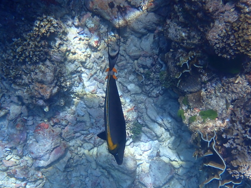 Elegant Unicornfish — seen at this dive site