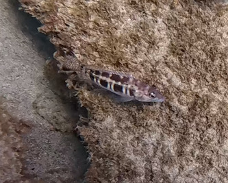 Serranus atricauda