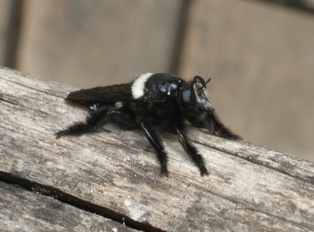 Carpenter Bee Robber Fly