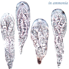 Arthonia cinnabarina