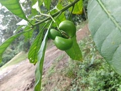 Tabernaemontana alba