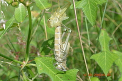 Orthoptera