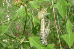 Orthoptera