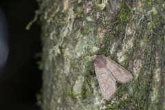Telorta obscura