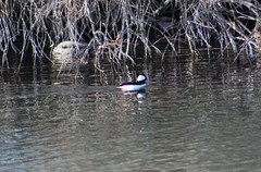 Bucephala albeola