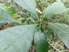 Tabernaemontana alba