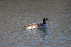 Branta canadensis
