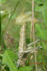 Orthoptera