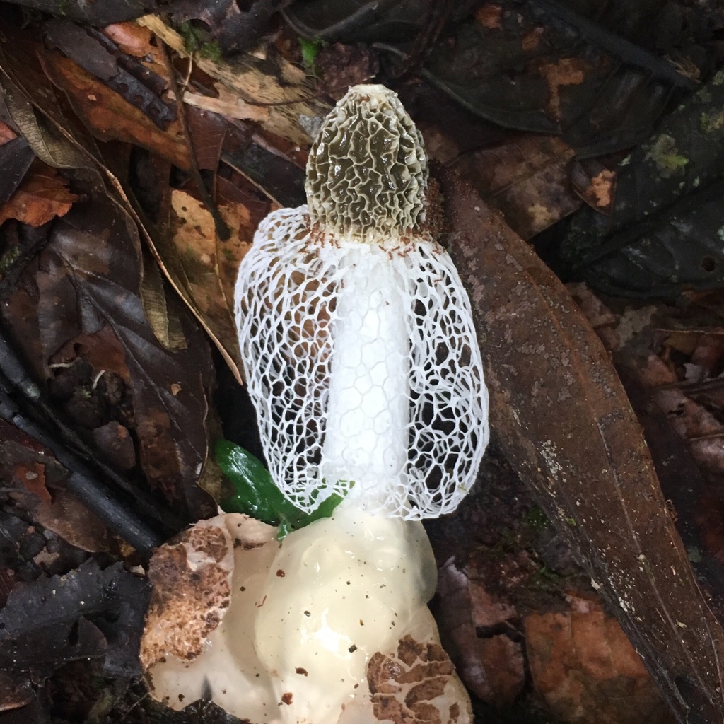 Phallus indusiatus · January 2020 · photo: © zygy (iNaturalist, cc0)