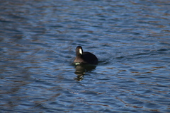 Fulica americana