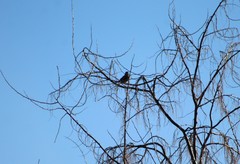 Coccothraustes vespertinus