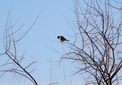 Falco sparverius