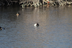 Aythya affinis