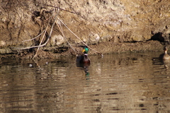 Anas platyrhynchos