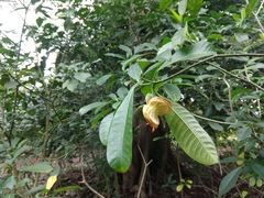 Tabernaemontana alba