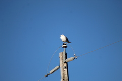 Larus delawarensis