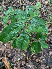 Bridelia micrantha