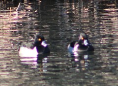 Aythya collaris