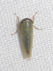 Limotettix