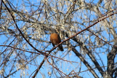 Turdus migratorius