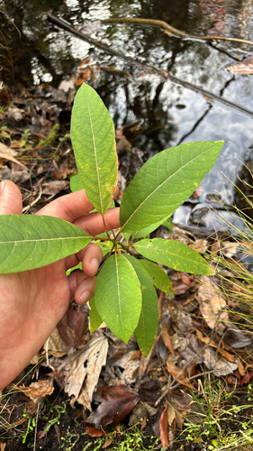 Florida Willow (Salix floridana)