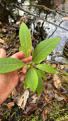 Salix floridana
