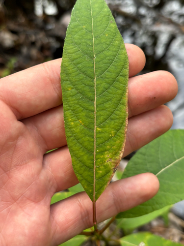 Salix floridana, photograph 2