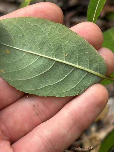 Salix floridana, photograph 4