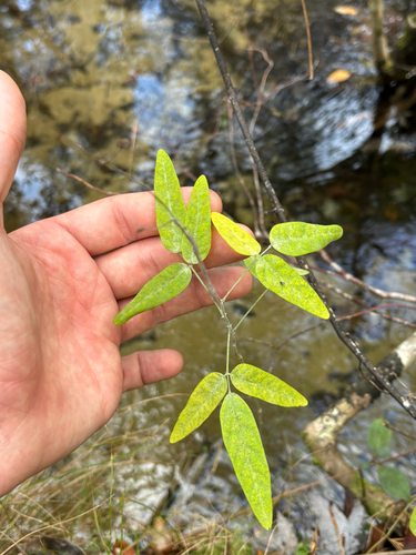 Panicledleaf Ticktrefoil (Desmodium paniculatum)