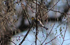 Setophaga coronata auduboni