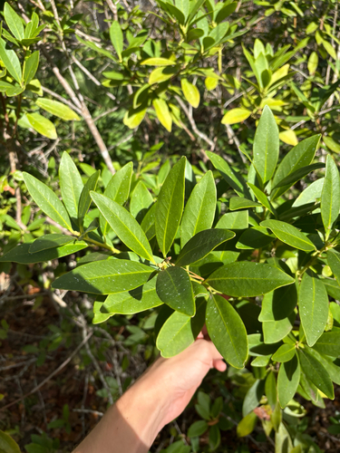 Yellow Anise (Illicium parviflorum)