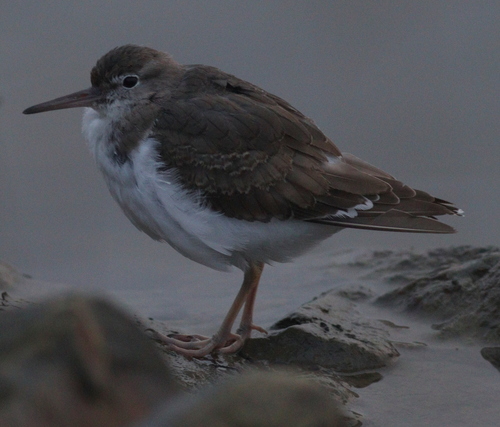 Andarríos maculado (Actitis macularius)