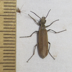 Epicauta polingi