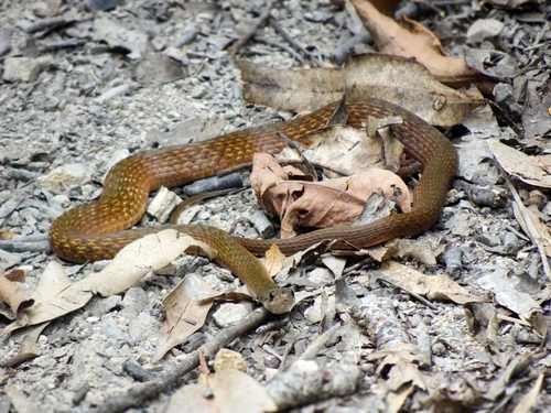 Common keelback sighting