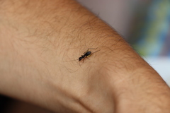 Cranistus colliurides