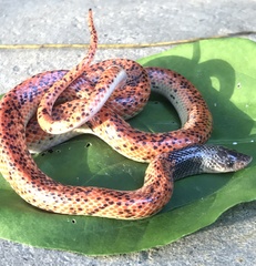 Phimophis guianensis